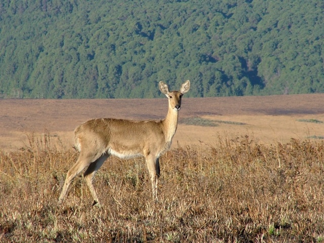 Red Bucks   	