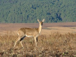 Red Bucks   	