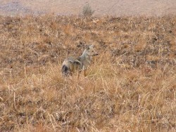 Chacal aux aguets