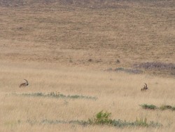 Antilopes rouannes au repos