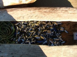 Butin de la pêche