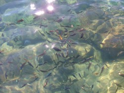 Les célèbres et souvent endémiques Cichlidés multicolores du lac