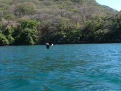 Aigle pêcheur emblématique du Malawi