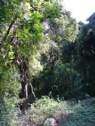 Forêt tropicale bénéficiant de l'humidité permanente des VicFalls
