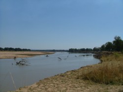 La rivière Luangwa au South Luangwa National Park