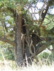Arbre et ses lianes tortueuses