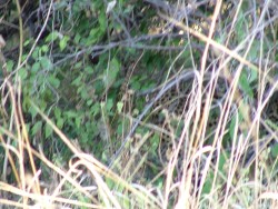 Cherchez bien le léopard !