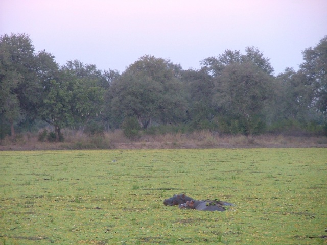 Hippos camouflés dans les jacinthes d'eau