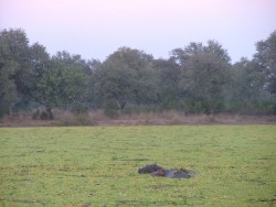 Hippos camouflés dans les jacinthes d'eau