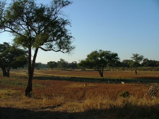 aysages boisés du South Luangwa NP