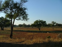 aysages boisés du South Luangwa NP