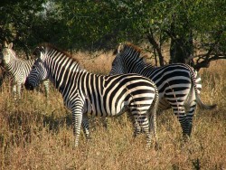 De beaux zèbres sont éparpillés ça et là dans la savane