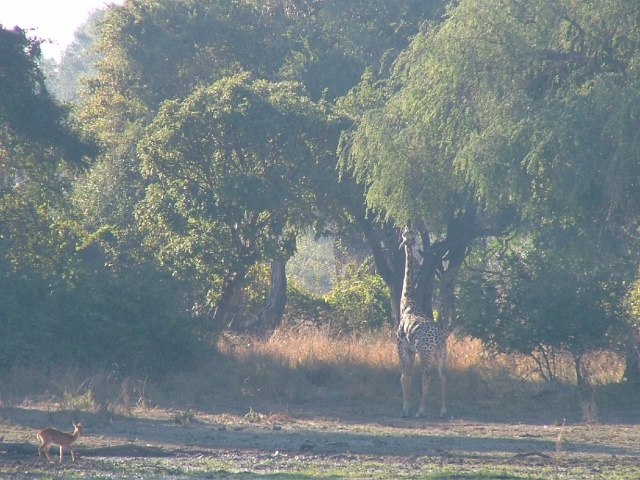 La girafe de Thornicroft endémique au South Luangwa NP