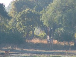 La girafe de Thornicroft endémique au South Luangwa NP
