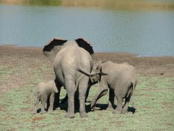 Une famille d'éléphants s'approche