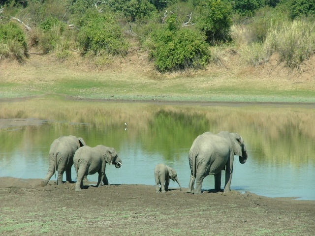 Merveilleux éléphants encore et toujours