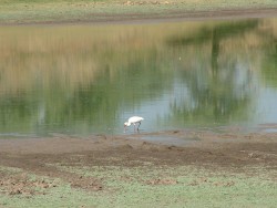 La spatule profite du passage des animaux à la rivière pour trouver sa pitance
