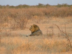 Namibie 2004 - KapSud