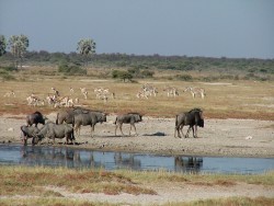 Gnous et springboks