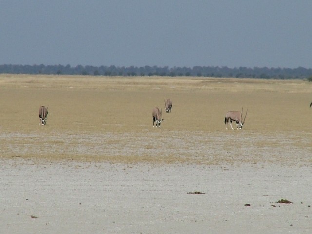 Oryx