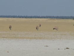 Oryx