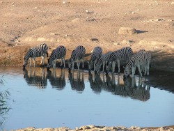 Zèbres bien alignés pour boire