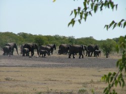 Horde d'éléphants assoiffés