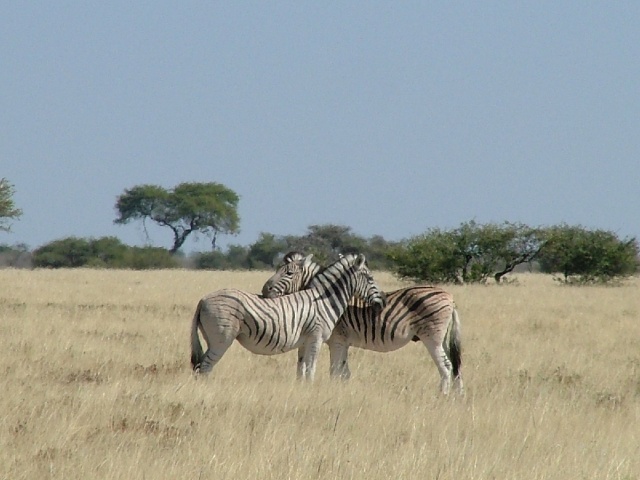 Zèbre de Burshell (rayures ombrées entre rayures noires sur la croupe)