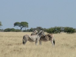 Zèbre de Burshell (rayures ombrées entre rayures noires sur la croupe)