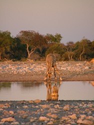 Gymnastique des girafes au soleil couchant
