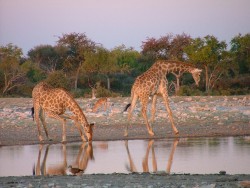 Gymnastique des girafes au soleil couchant