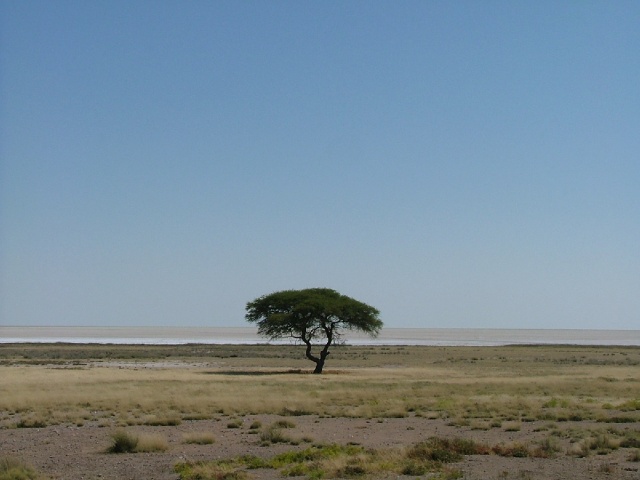 Un arbre bien seul parmi ces étendues désolées