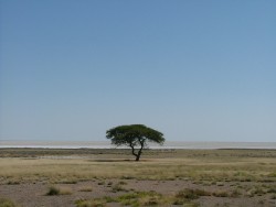 Un arbre bien seul parmi ces étendues désolées
