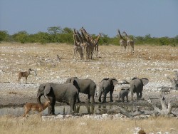 Quand les éléphants boivent, ils ne tolèrent aucune compagnie