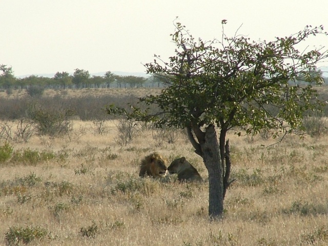 Dans l'intimité d'un couple de lions