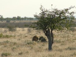 Dans l'intimité d'un couple de lions