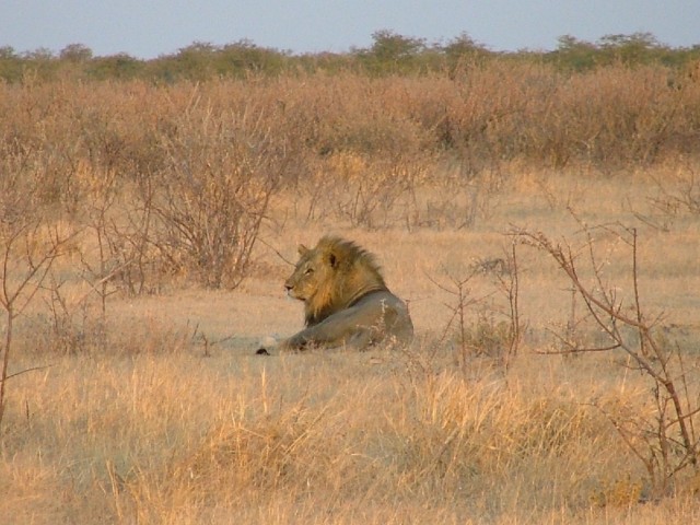 Lion posant pour la carte postale au soleil couchant