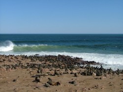 Cape Cross et sa colonie d'otaries
