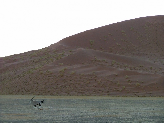 Oryx au grand galop au soleil couchant