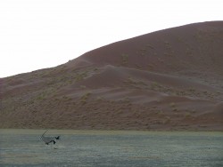 Oryx au grand galop au soleil couchant