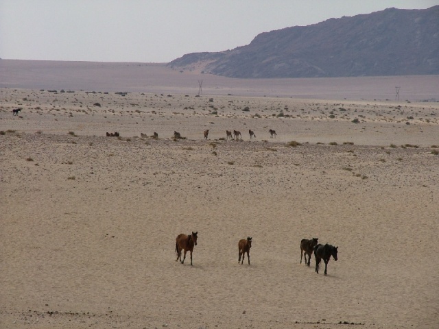 Chevaux sauvages du désert