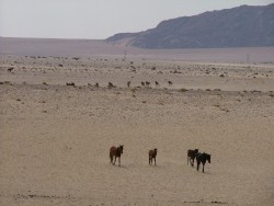Chevaux sauvages du désert