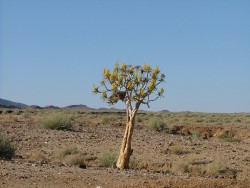 L'arbre à carquois (kokerboom), en fleur, emblématique de la région