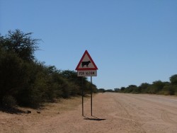 Attention traversée de bétail sur ... 163 km !