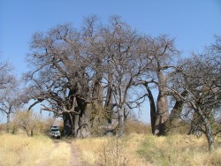 Le plus gros baobab de Namibie et à côté notre fidèle Totoy, si petit