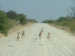 Springboks qui font la course avec nous