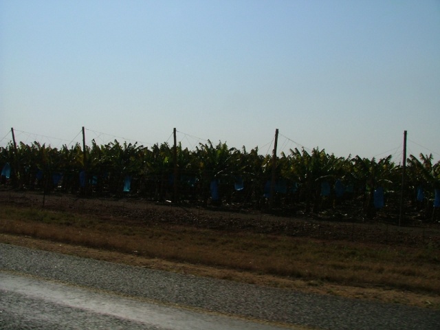 Bananeraies à perte de vue