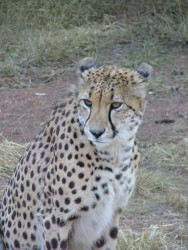Guépard élevé en captivité pour la reproduction