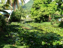 Rivière de nénuphars à Teahupoo