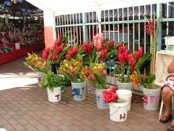 Les superbes fleurs exotiques